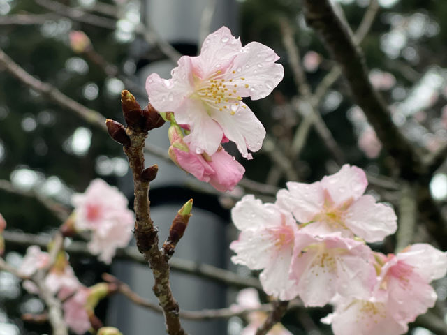 Sakura’s Beauty like nowhere else Sakura blooms at Chiang Kai Shek Memorial Hall Park, Taiwan