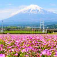 Fuji Shibazakura Festival ยามานาชิ