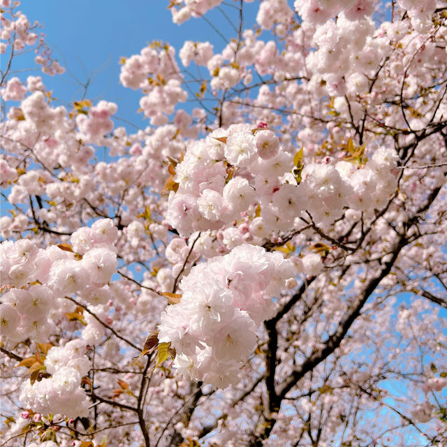 長崎県桜と菜の花の美しいスポット