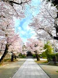 【法明寺/東京都】池袋の隠れ桜スポット