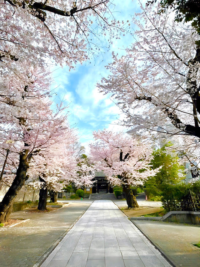 【法明寺/東京都】池袋の隠れ桜スポット