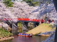 弘前公園2024年櫻花祭，青森必遊景點