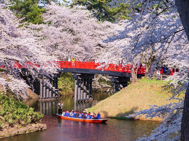 弘前公園2024年櫻花祭，青森必遊景點