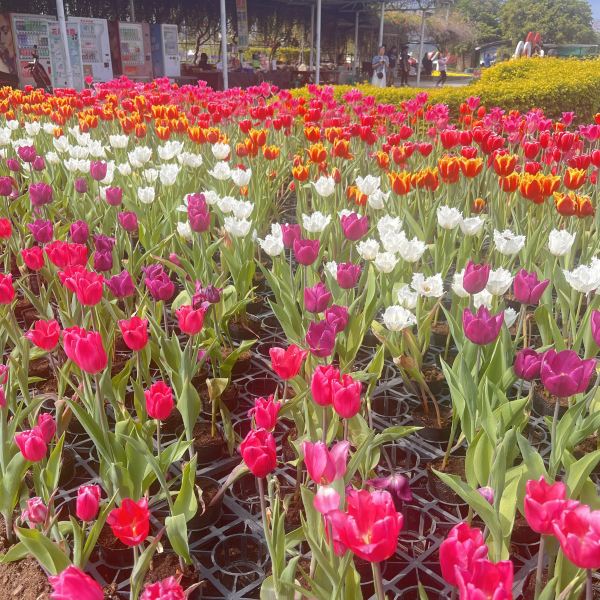 For Flower Lovers in Taichung 🌷💕 | Trip.com Taichung