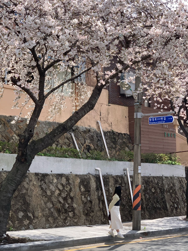 부산 벚꽃 명소 닥밭골벽화 마을 