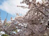 琵琶湖　豊公園の桜