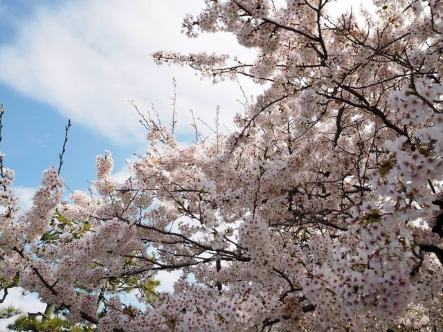 琵琶湖　豊公園の桜