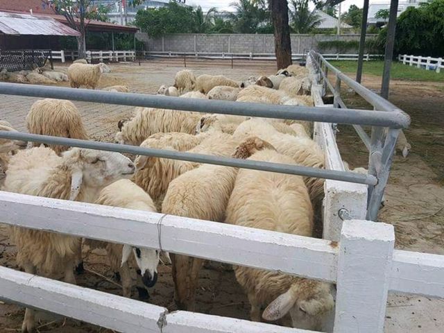 Swiss Sheep Farm Hua Hin