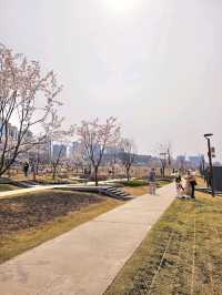 가족과 함께 떠나는 벚꽃놀이🌸
