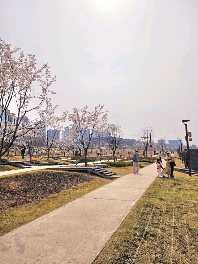 가족과 함께 떠나는 벚꽃놀이🌸