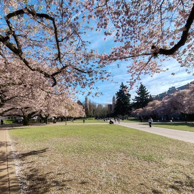 Cherry Blossoms in Seattle