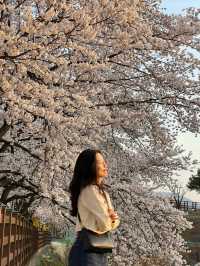 세상에서 가장 긴 벚꽃길🌸 대전 대청호 벚꽃길💡