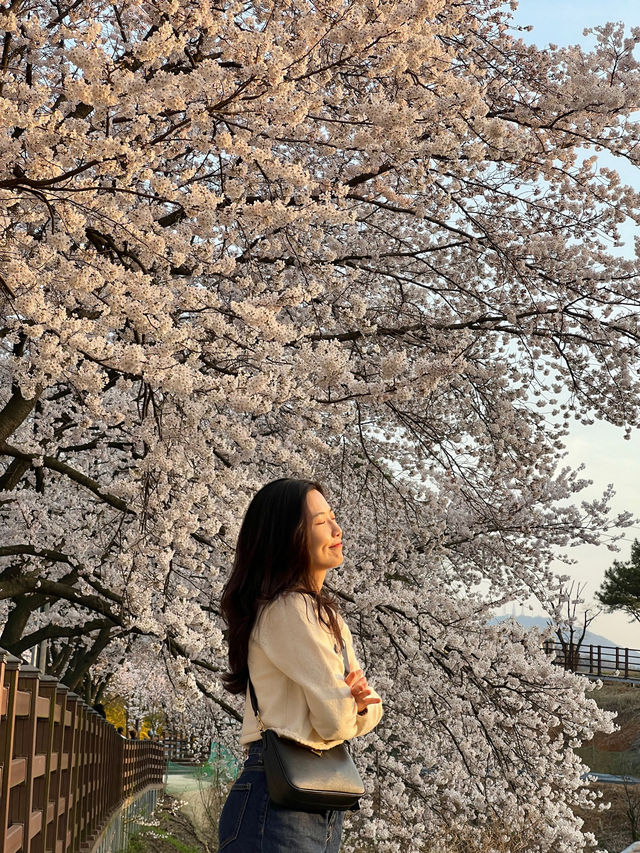 세상에서 가장 긴 벚꽃길🌸 대전 대청호 벚꽃길💡