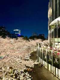 【東京ミッドタウン/東京都】200mの桜並木を昼も夜も堪能