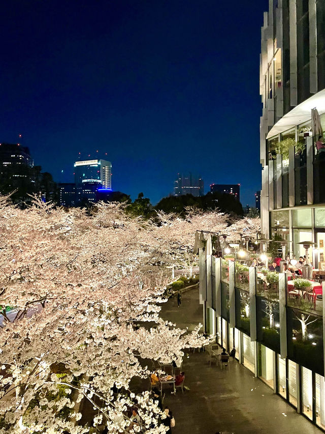 【東京ミッドタウン/東京都】200mの桜並木を昼も夜も堪能