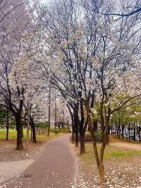 인천 벚꽃 명소🌸 가족, 연인과 조용하게 주말 나들이로 딱 !