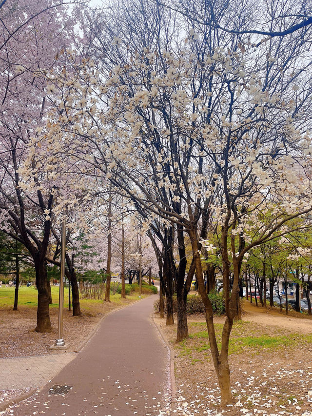 인천 벚꽃 명소🌸 가족, 연인과 조용하게 주말 나들이로 딱 !