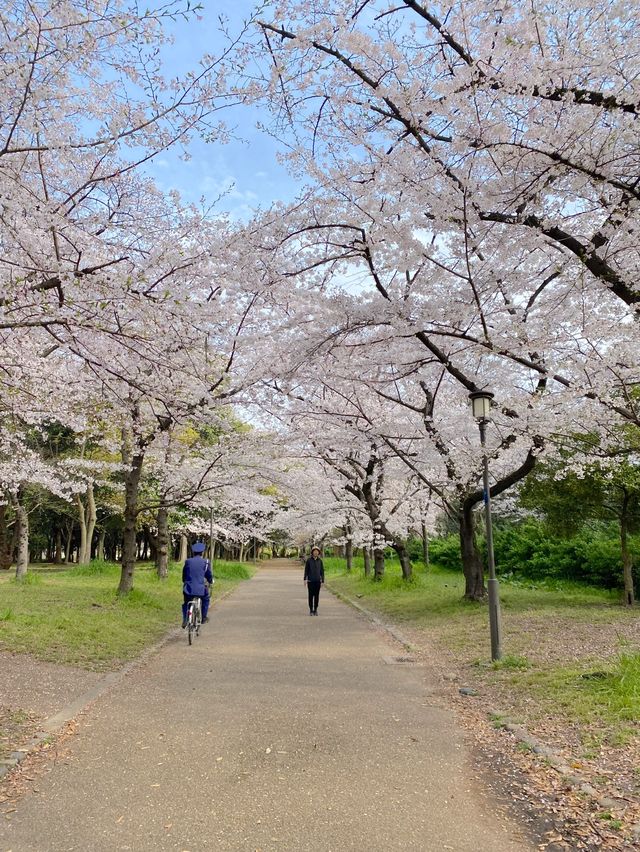 【2024年桜】大阪城公園ちょっと穴場の桜