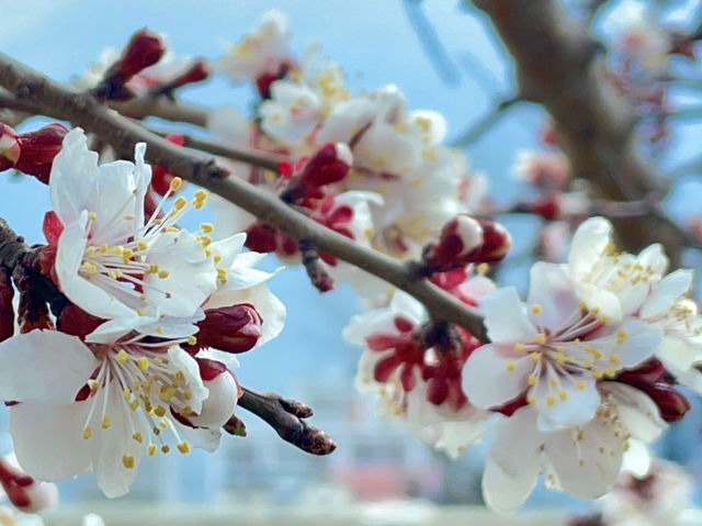  Cherry blossoms adorning the landscape.