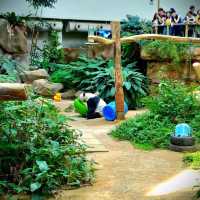 Panda-Monium In The Best Way Possible 