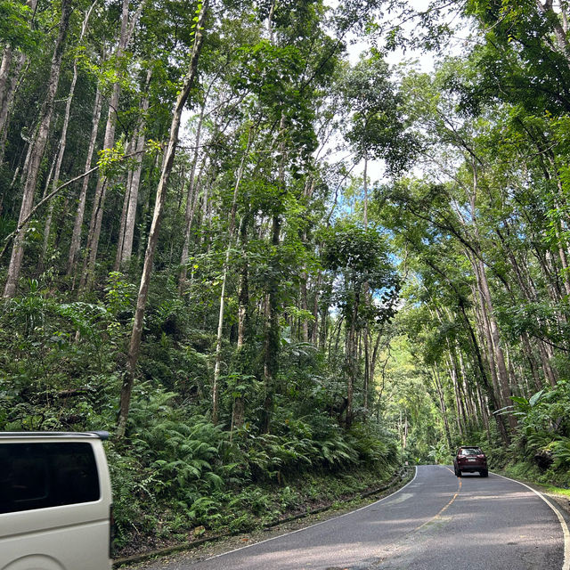숲을 좋아한다면 보홀 맨 메이드 포레스트 🌴