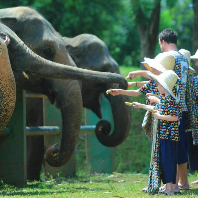 Kanta elephant 🐘 