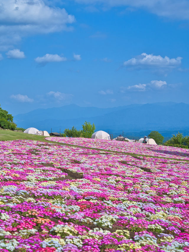 【大分】ここは天国ですか⁉️と勘違いしてします花畑絶景スポット✨