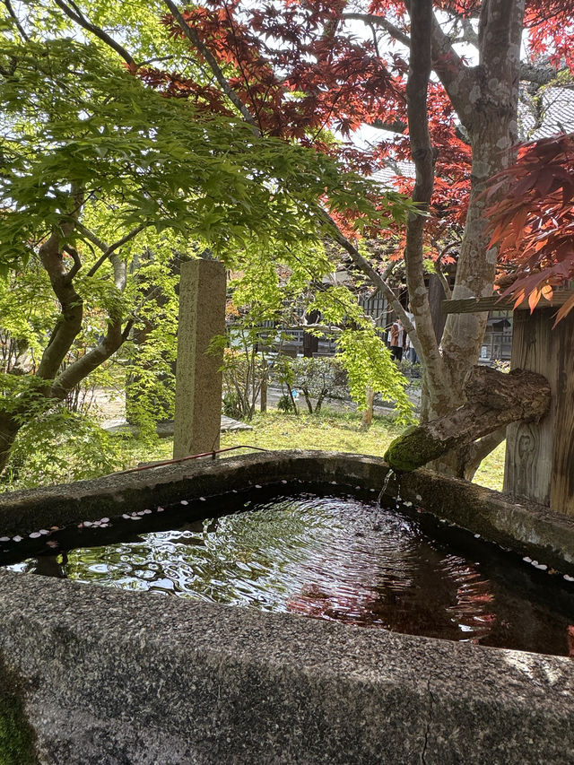 【山口観光】城下町長府の季節を感じられる歴史的寺院