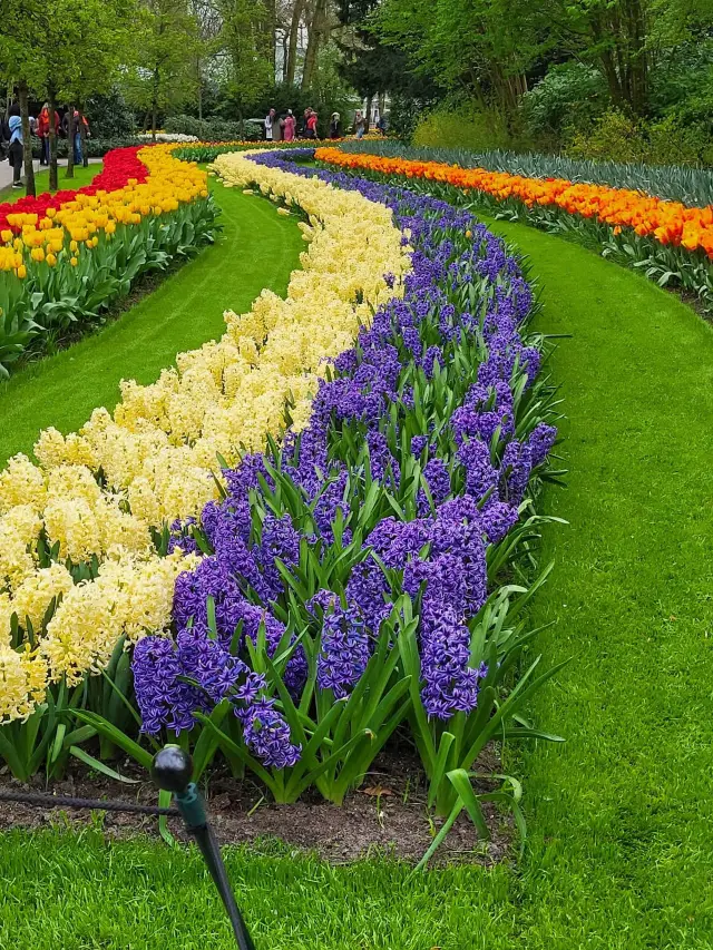 Keukenhof