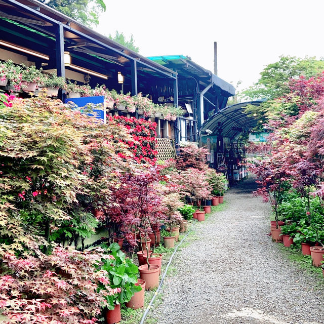 台北· 大梯田花卉生態農園