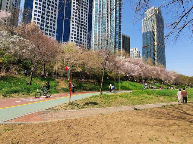 Yangjaevheom Stream filled with Cherry Blossom