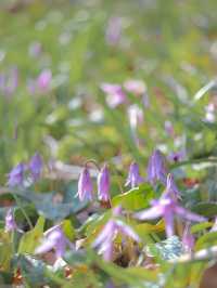 【栃木】春の妖精 カタクリの花に逢いに