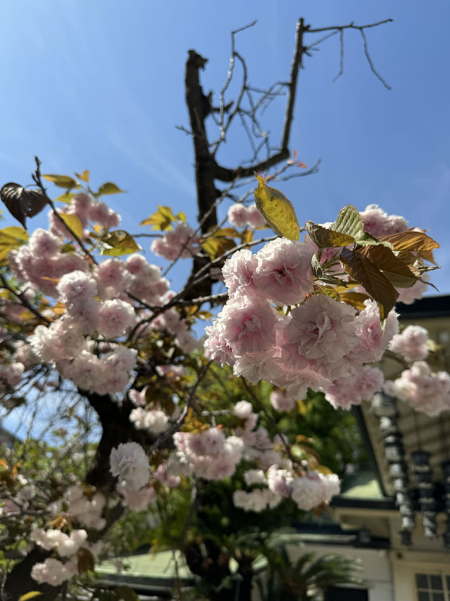 【大阪観光】大きな口の獅子殿が迫力満点の神社⛩