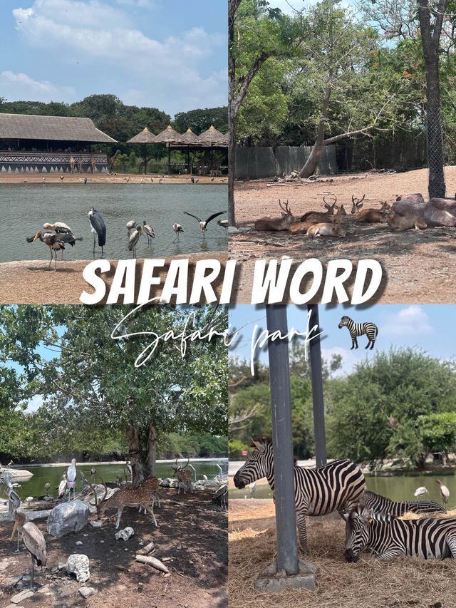 ขับรถชมสัตว์ต่างๆที่ซาฟารี พาร์ค🦓