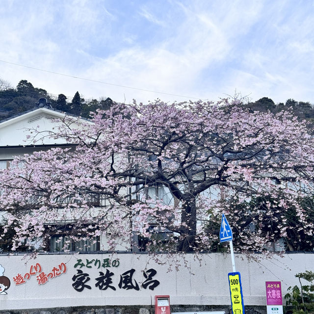 Cherry blossom at beppu