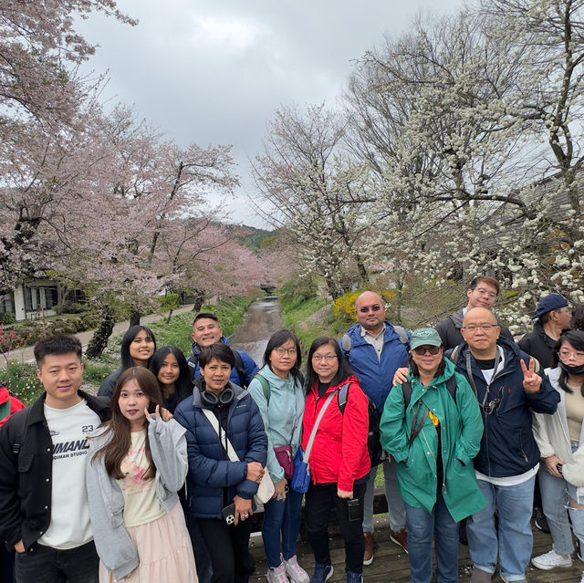 Enchanting Cherry Blossoms of Oshino
