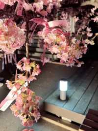 【東京】混雑回避!!ライトアップな河津桜を見に行こう🌸