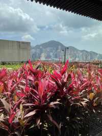 🌼🌸 春日寧靜楽園 🌸🌼 M+空中花園：春日散步好去處！