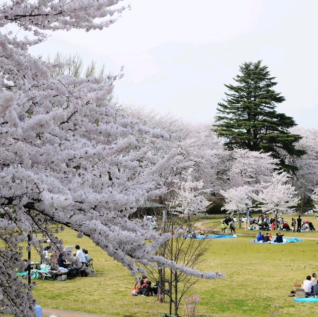 UNFORGETTABLE CHERRY BLOSSOM EXPERIENCE : JAPAN VERSION