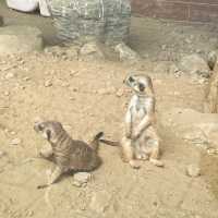 三隻小豬觀光農場 🖌 繽紛可愛的小小動物園🐖🦜