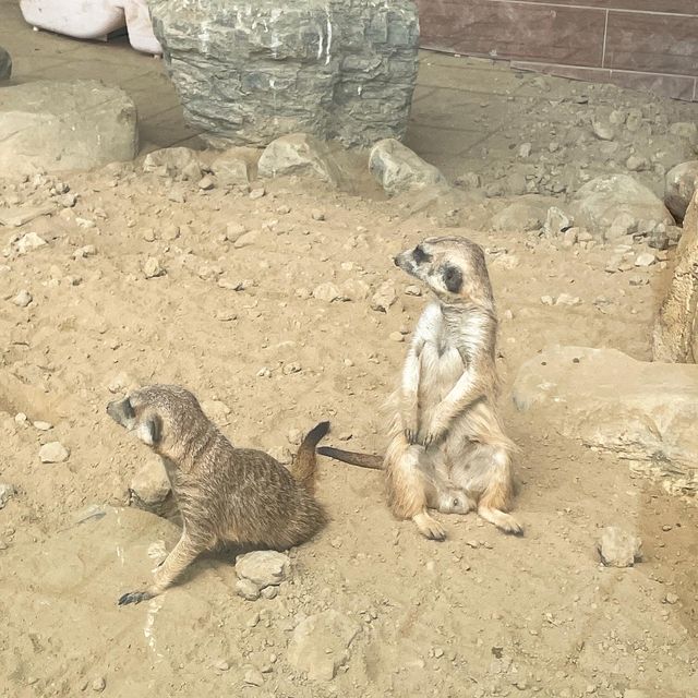三隻小豬觀光農場 🖌 繽紛可愛的小小動物園🐖🦜