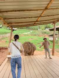 【チェンマイ】ゾウカフェが楽しすぎる！！🐘♡