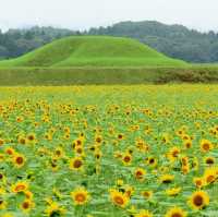 西都原古墳群向日葵花海