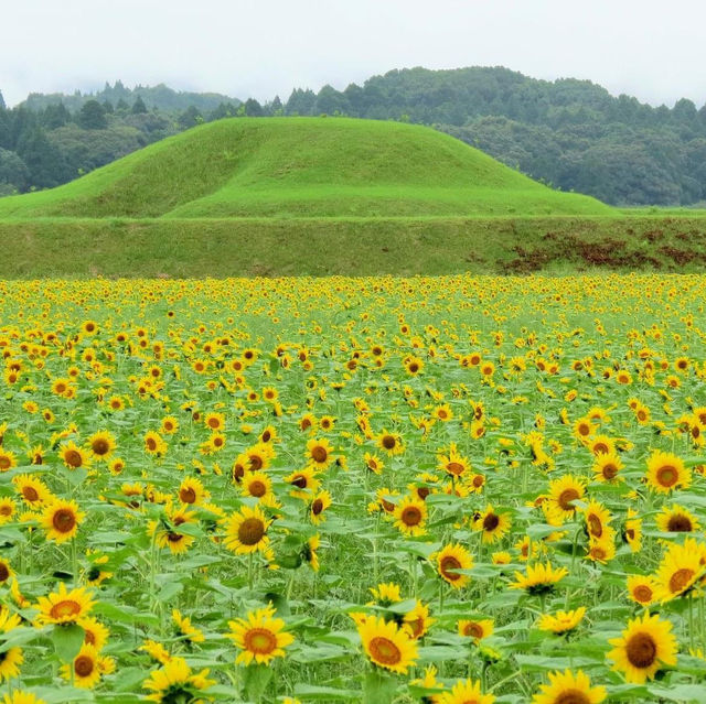 西都原古墳群向日葵花海