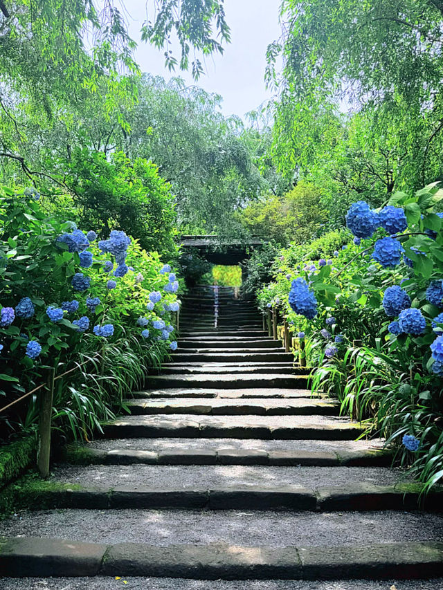 【鎌倉】季節ごとの花が楽しめる［日本遺産］明月院