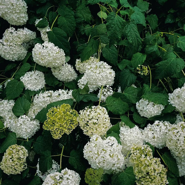 「下賀茂熱帶植物園：熱帶雨林奇景，原始自然之旅」