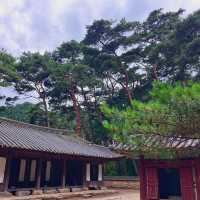 🌳이 우뚝 서있는 영월의 자연보존 랜드마크  