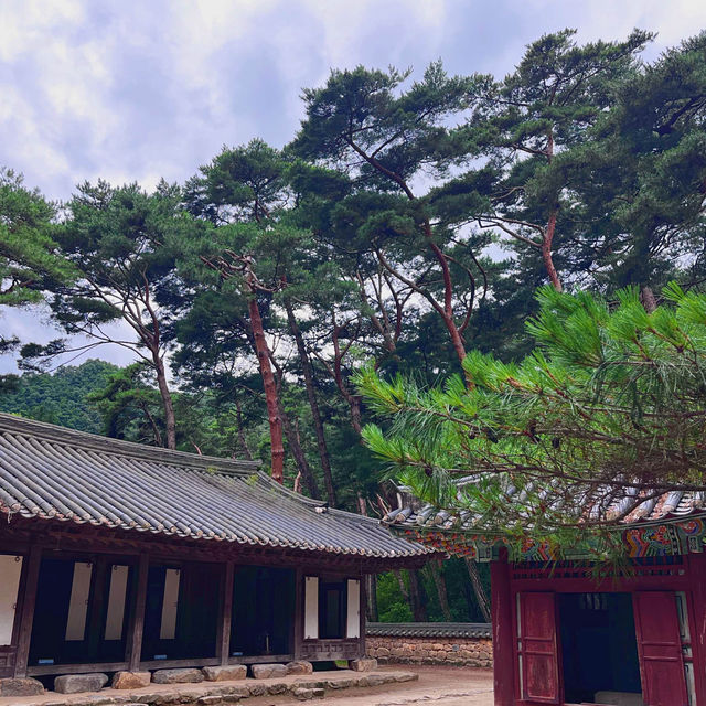 🌳이 우뚝 서있는 영월의 자연보존 랜드마크  