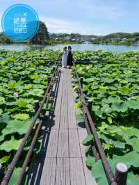 無料【穴場スポット】蓮の絶景無料スポット˚˖𓍢ִ︎✿❁﻿✧˚平池緑地公園