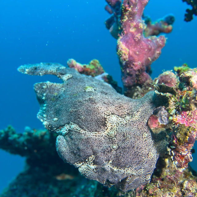 The ACQUA ADVENTURES RASDHOO | DIVING CENTER